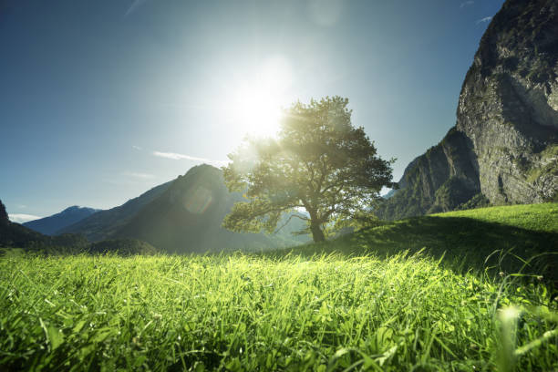 istock Idyllic landscape in the Alps, tree, grass and mountains, Switzerland 1313871670