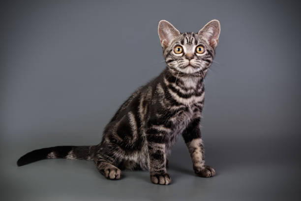 istock American shorthair cat on colored backgrounds 1313871706