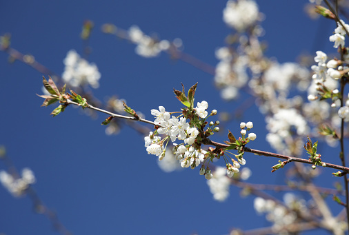 Blooming apple tree in spring in the garden.