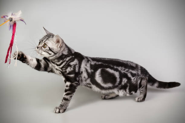 istock American shorthair cat on colored backgrounds 1313871781