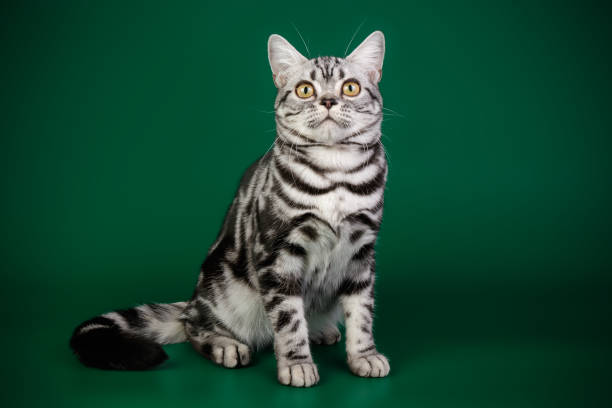 istock American shorthair cat on colored backgrounds 1313871830