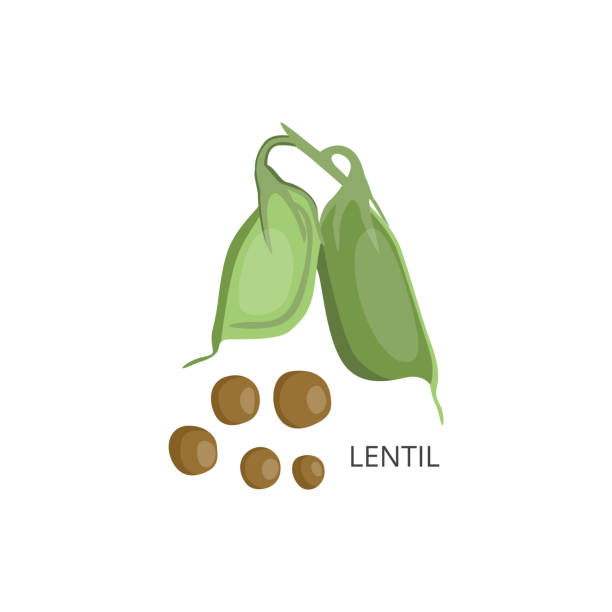Lentil grains and pods with naming flat vector illustration isolated on white. Lentil grains and pods with naming, flat vector illustration isolated on white background. Plant which yields green lentils and food ingredients for cooking. naming organic compounds stock illustrations
