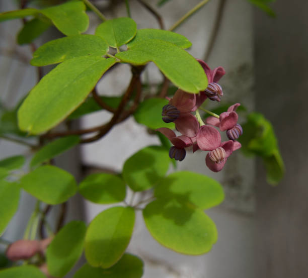 istock Chocolate vine or akebia quinata with five leaves 1313874203