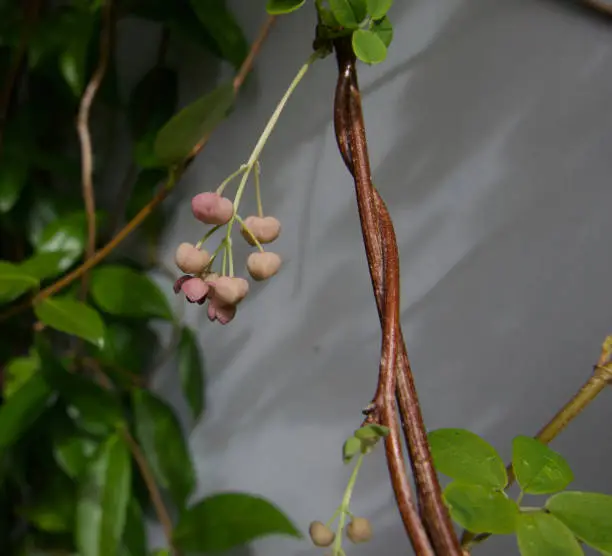 Close up of climbing plant known as chocolate vine or akebia quinata