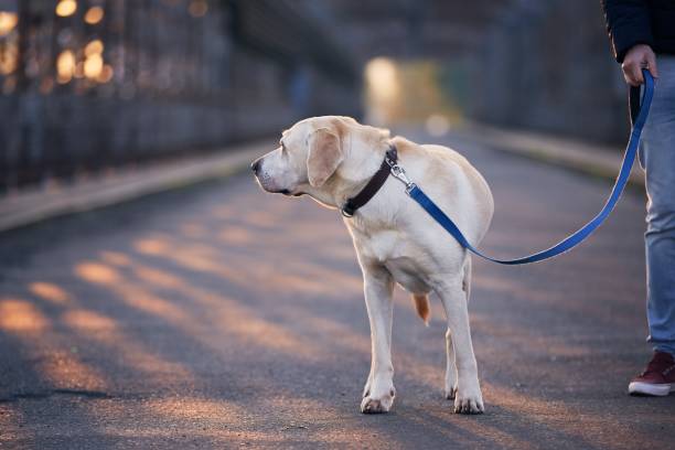 istock Morning walk with dog on leash 1313875649