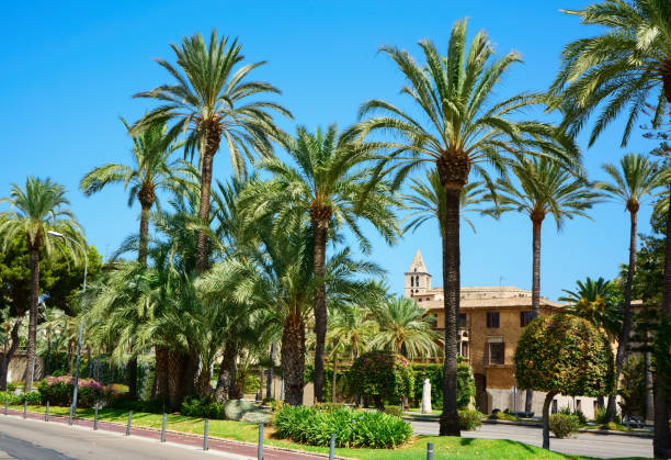 istock Palma de Majorca street , Spain 1313875976