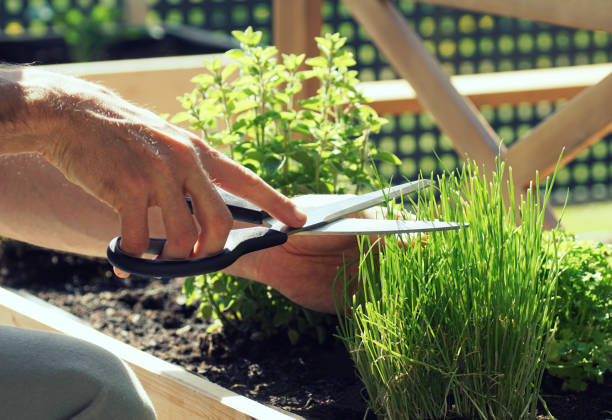 istock hand cutting fresh chives from a raised bed on a balcony 1313876222