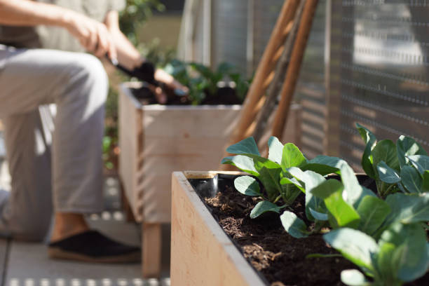 raised bed with growing vegetable and a man doing garden work in the background cabbage, curliflower and other vegetables grow in a wooden self built raised bed on a terrace / balcony garden in a city appartment apartment balcony garden stock pictures, royalty-free photos & images