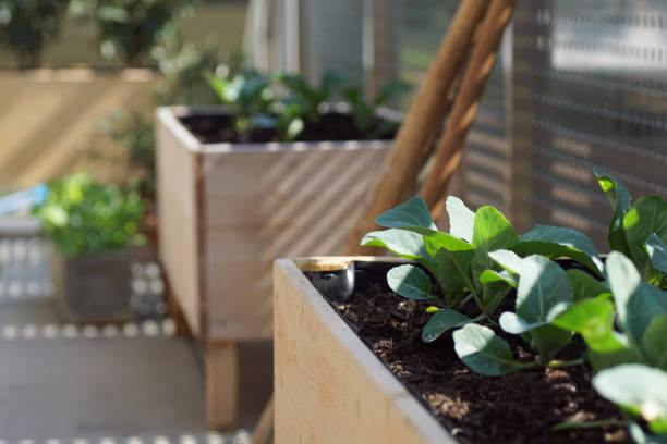 istock balcony vegetable garden with handmade herbal raised beds 1313876806