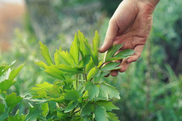 新鮮な緑の庭の愛情を選ぶ手のクローズアップ - levisticum officinale ストックフォトと画像