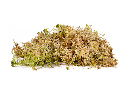 Sphagnum moss used for plant propagation, orchid spoil or terrariums isolated on white background. Also commonly known as peat moss