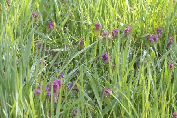 dewy grass with purple dead-nettles or red dead-nettles in spring or fall grassland for botanic herbaceous plants in Europe
