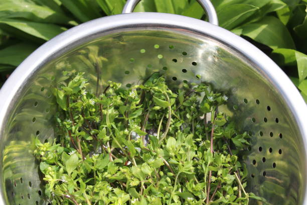 fresh chickweed in a sieve in front of wild garlic fresh chickweed in a sieve in front of wild garlic stellaria media stock pictures, royalty-free photos & images