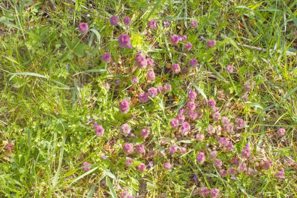 top view of purple dead-nettles or red dead-nettles in spring or fall grassland for botanic herbaceous plants in Europe