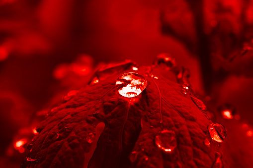 red autumn leaves with a drop of dew. The symbol of autumn.October background. Macro. Close up.