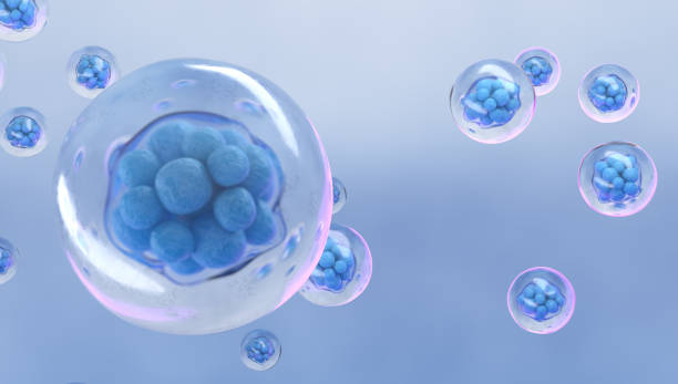 Morula Cell, a solid ball of cells resulting from division stock photo