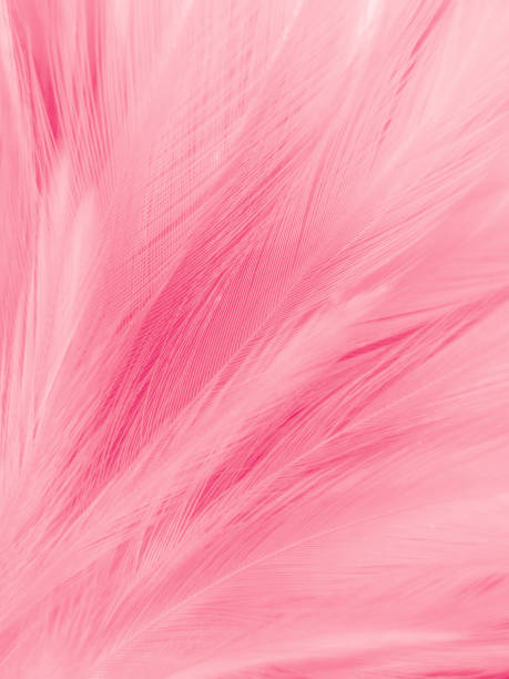 istock Beautiful abstract light pink feathers on white background,  white feather frame on pink texture pattern and pink background, love theme wallpaper and valentines day, white gradient 1313880735