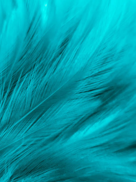 istock Beautiful abstract blue feathers on white background, white feather texture and blue background, feather wallpaper, blue texture banners, love theme, valentines day, light blue texture, white gradient 1313880757