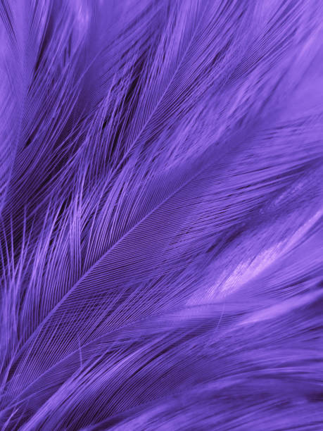 istock Beautiful abstract purple feathers on white background, black feather texture on dark pattern and purple background, colorful feather wallpaper, love theme, valentines day, light purple gradient 1313880771