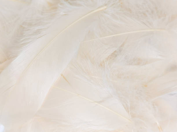 istock Beautiful abstract gray feathers on white background, soft white feather texture on white texture pattern, light pink theme wallpaper, black feather background, white gradient frame banners 1313880776