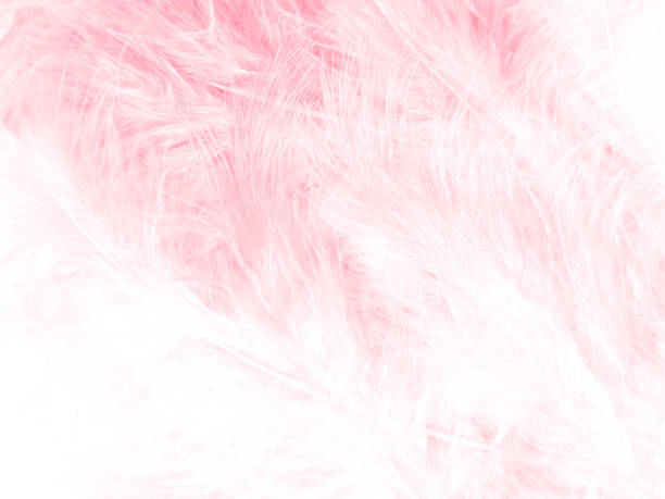 istock Beautiful abstract light pink feathers on white background,  white feather frame on pink texture pattern and pink background, love theme wallpaper and valentines day, white gradient 1313880808