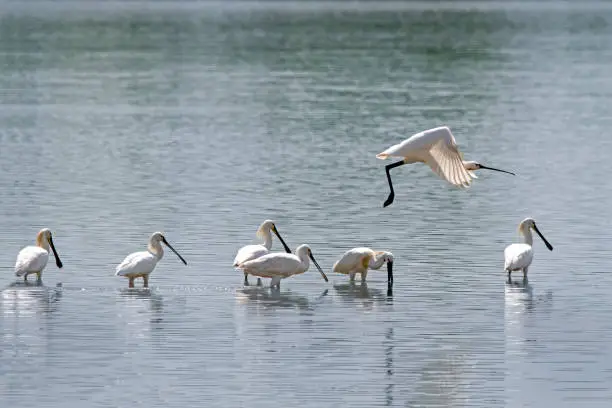 Photo of Spoonbills (Platalea leucorodia) rest on the lake shore, Neusiedlersee, Burgenland, Austria