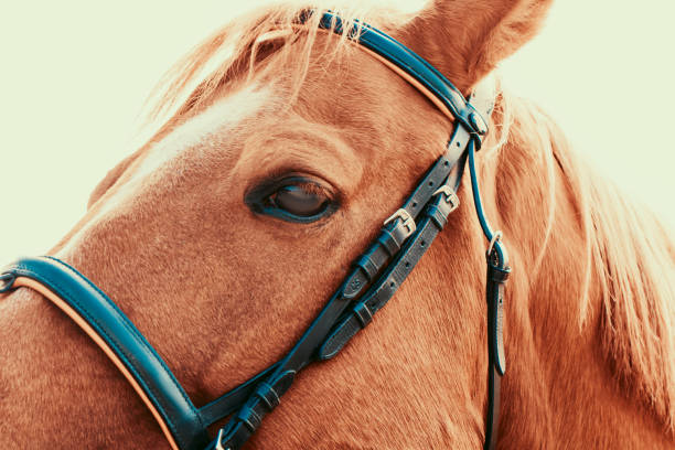 istock Close up beautiful horse head on light background 1313881943