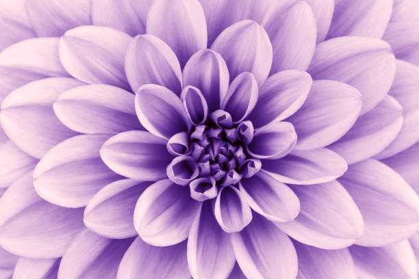 Defocused purple, lavender dahlia petals macro, floral abstract background. Close up of flower dahlia for background, Soft focus. stock photo