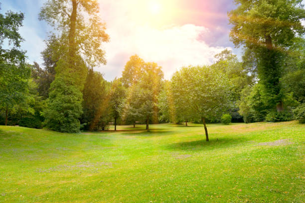 istock Sunny day in summer park. 1313883742