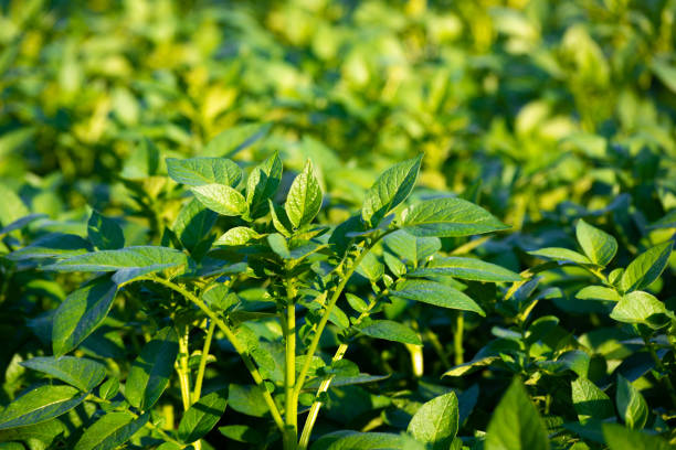 istock Young potato plant growing on the soil 1313884025