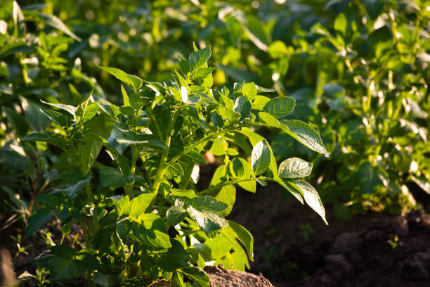 istock Young potato plant growing on the soil 1313884178