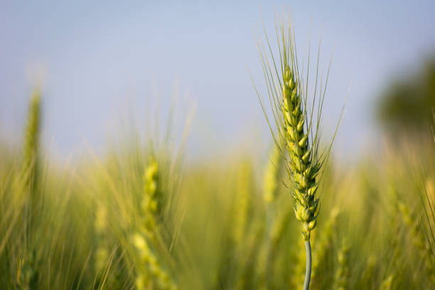 nahaufnahme von jungem grünen weizen auf dem feld - wheat whole wheat close up corn on the cob stock-fotos und bilder