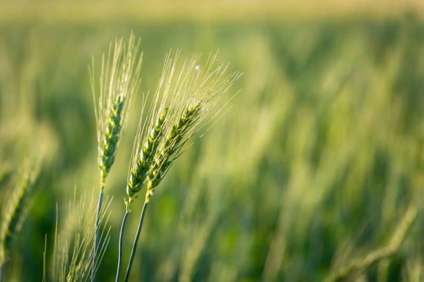 nahaufnahme von jungem grünen weizen auf dem feld - wheat whole wheat close up corn on the cob stock-fotos und bilder