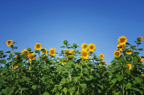 istock Sunflower field. Sunflowers against blue sky. 1313885376