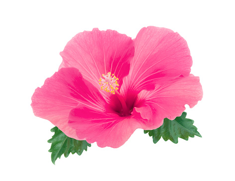 Pink hibiscus flower or rose mallow with leaves isolated on white background