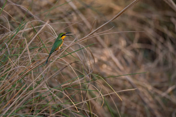 Little bee-eater (Merops pusillus) ,  Zakouma National Park, Chad. \nZakouma National Park is situated just south of the Sahara desert and above the fertile rainforest regions of Chad. The Greater Zakouma Ecosystem is well positioned as the primary safe haven for Central and West African wildlife.