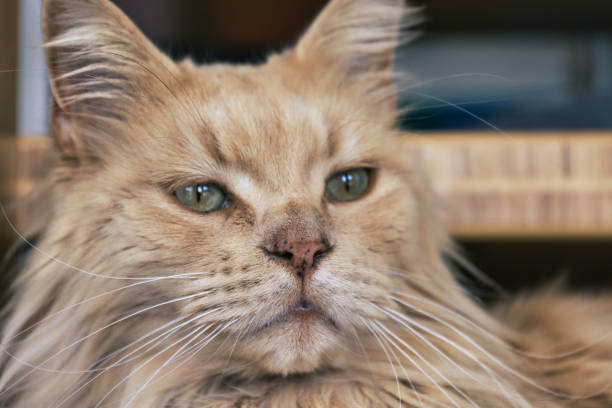 Long haired gray tabby
