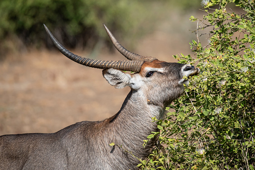 A male Defassa Waterbuck (Kobus ellipsiprymnus defassa) is feeding on a bush in Zakouma National Park.

Zakouma National Park is situated just south of the Sahara desert and above the fertile rainforest regions of Chad. The Greater Zakouma Ecosystem is well positioned as the primary safe haven for Central and West African wildlife.