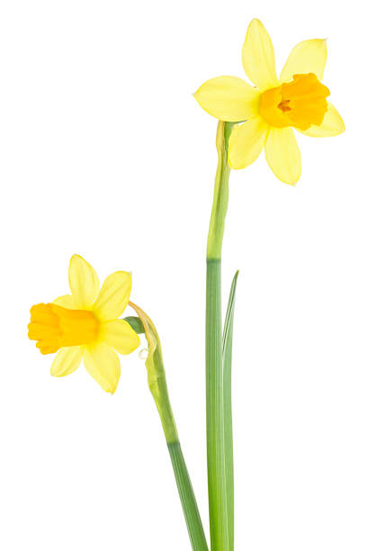 istock Two beautiful fresh yellow narcissus flowers isolated on a white background. Easter decoration. 1313888218
