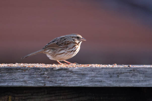 istock Song Sparrow on fence eating bird seed in spring sun 1313889330
