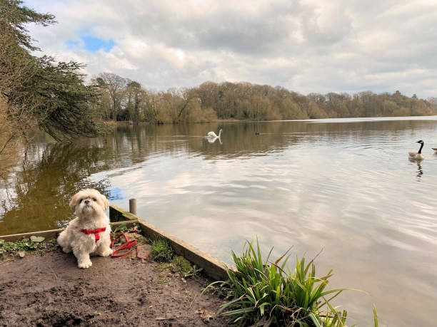 istock A view of Ellesmere Lake 1313889684