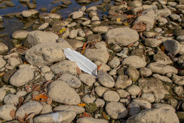 istock Single white feather lying on a river rocks near the river bank. 1313890074