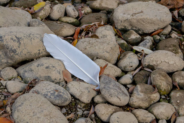 istock Single white feather lying on a river rocks near the river bank. 1313890077