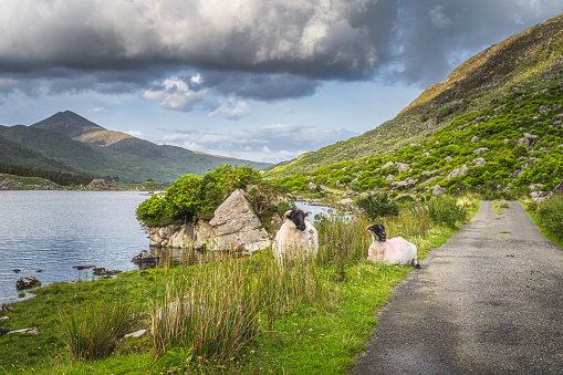 Two sheep or rams resting on the grass between lake and country road in Black Valley, MacGillycuddys Reeks mountains, Ring of Kerry, Ireland