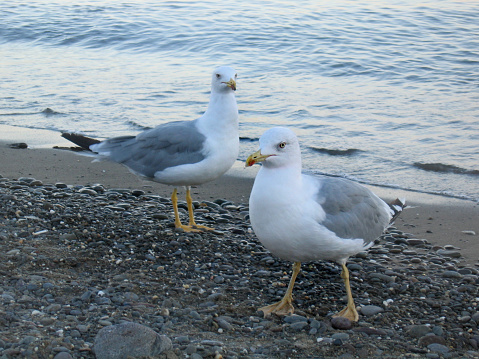 Two seagulls with gray-white plumage on the shore of a calm sea