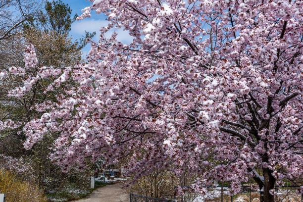istock Cherry blossoms with snow at Edwards Gardens in Spring, Toronto, Canada 1313891932