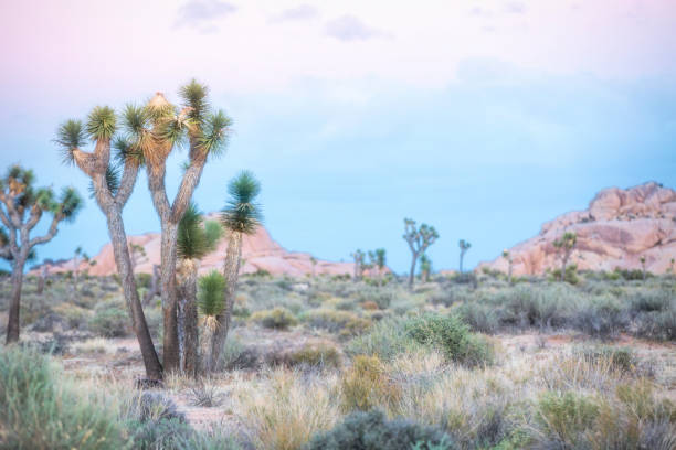 Joshua Tree National Park - Landscape