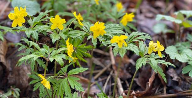 Ranunculus yellow flowers creeping buttercup in bloom on forest glade.