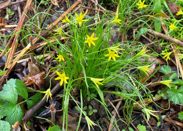 Gagea minima is a Eurasian species of plants in the lily family. Wild flowers in the forest glade at spring season. Gagea minima. Gagea lutea. Yellow Star Of Bethlehem. gagea pratensis stock pictures, royalty-free photos & images