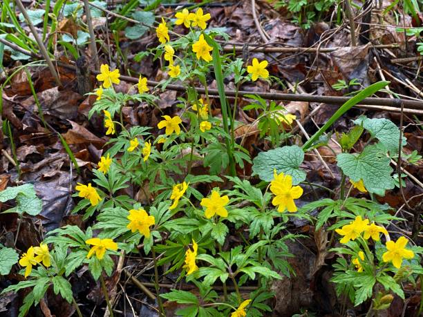 istock Ranunculus yellow flowers creeping buttercup in bloom on forest glade. 1313892513
